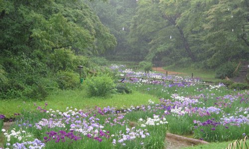 Irises