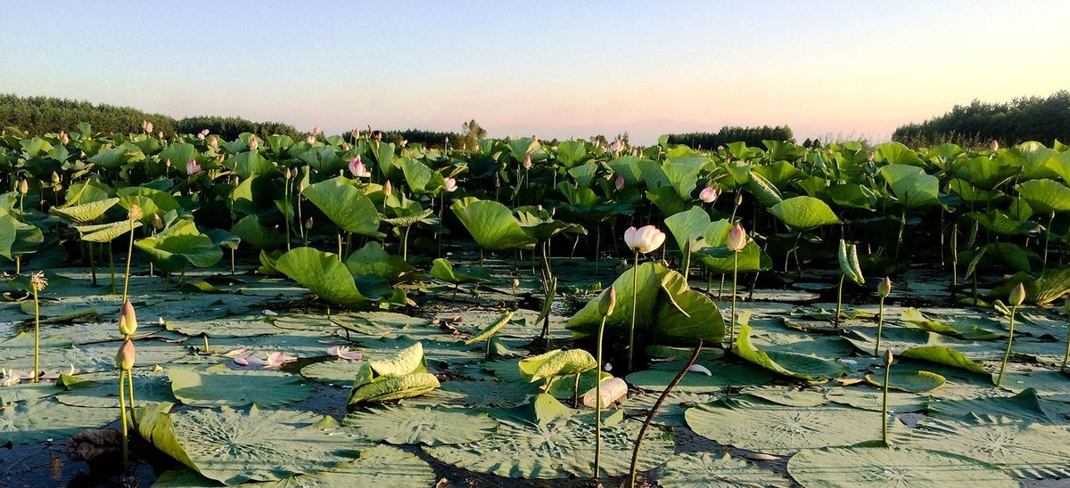 Lotus flower season in Anzali International Pond