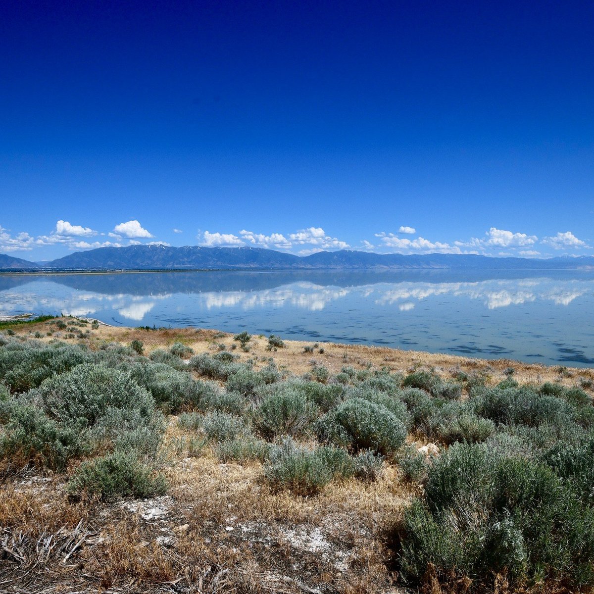 does antelope island allow dogs