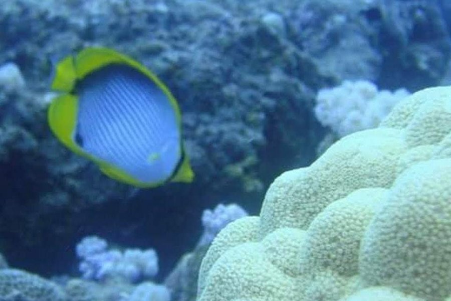 Blue Ocean Fun Diving image