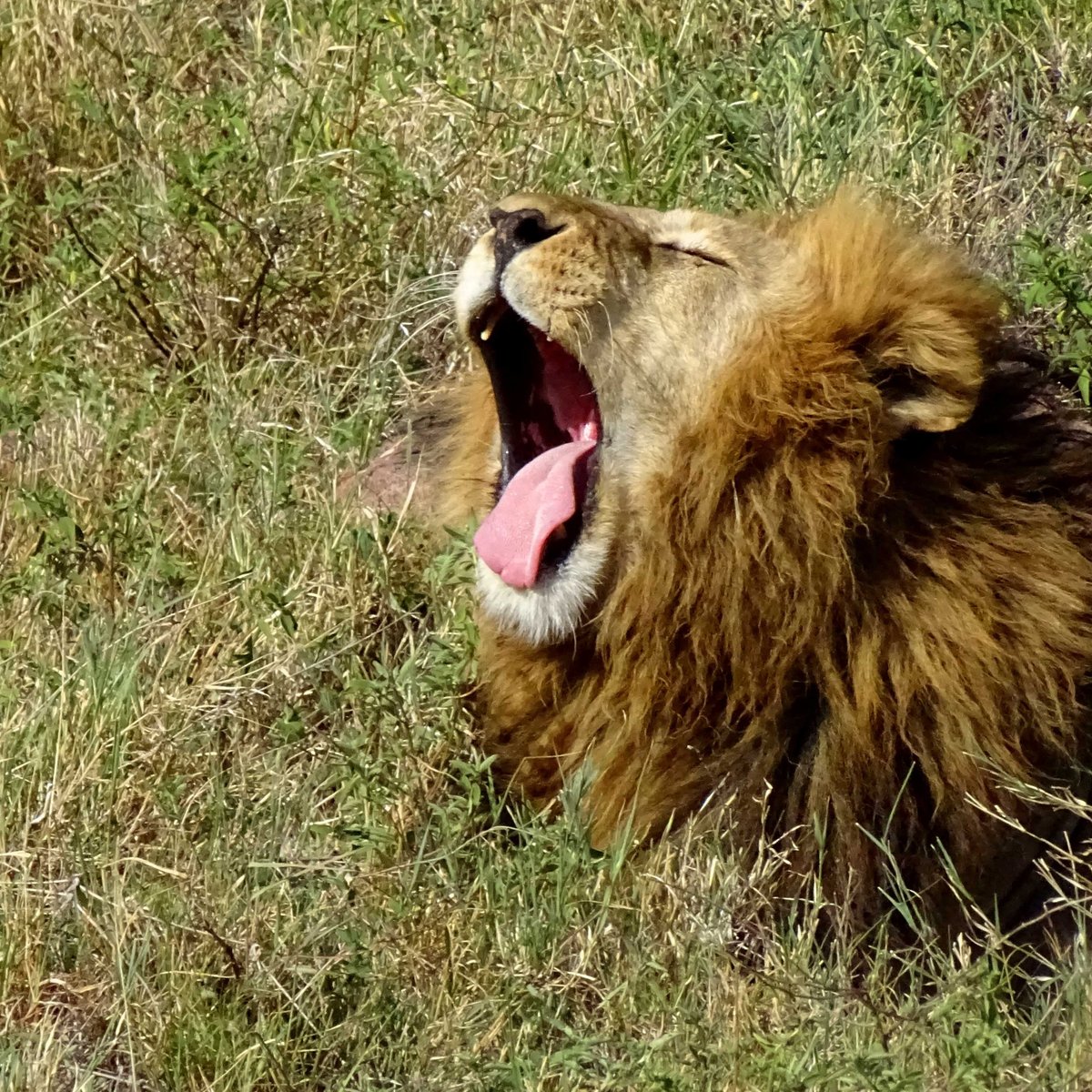 The Smoking Monk - Lions Roar