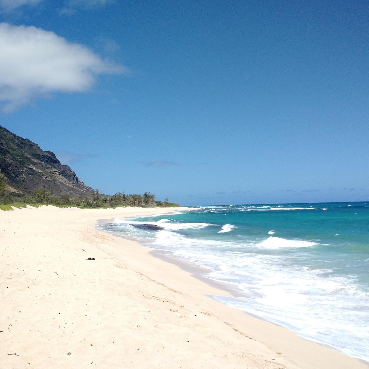 Wildlife Hawaii Inc (Honolulu): Hours, Address - Tripadvisor