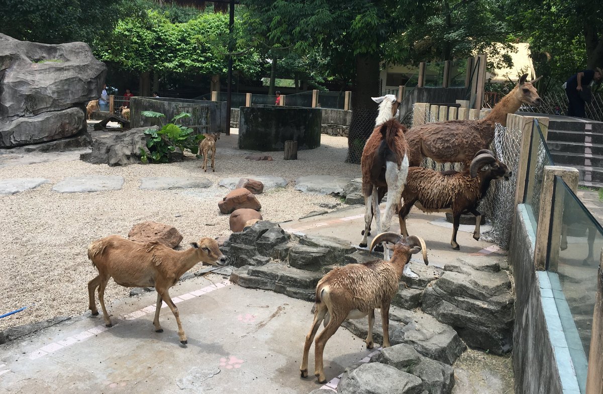 Guangzhou Zoo, Гуанчжоу: лучшие советы перед посещением - Tripadvisor