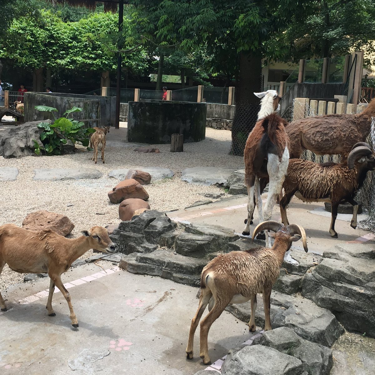 Guangzhou Zoo, Гуанчжоу: лучшие советы перед посещением - Tripadvisor