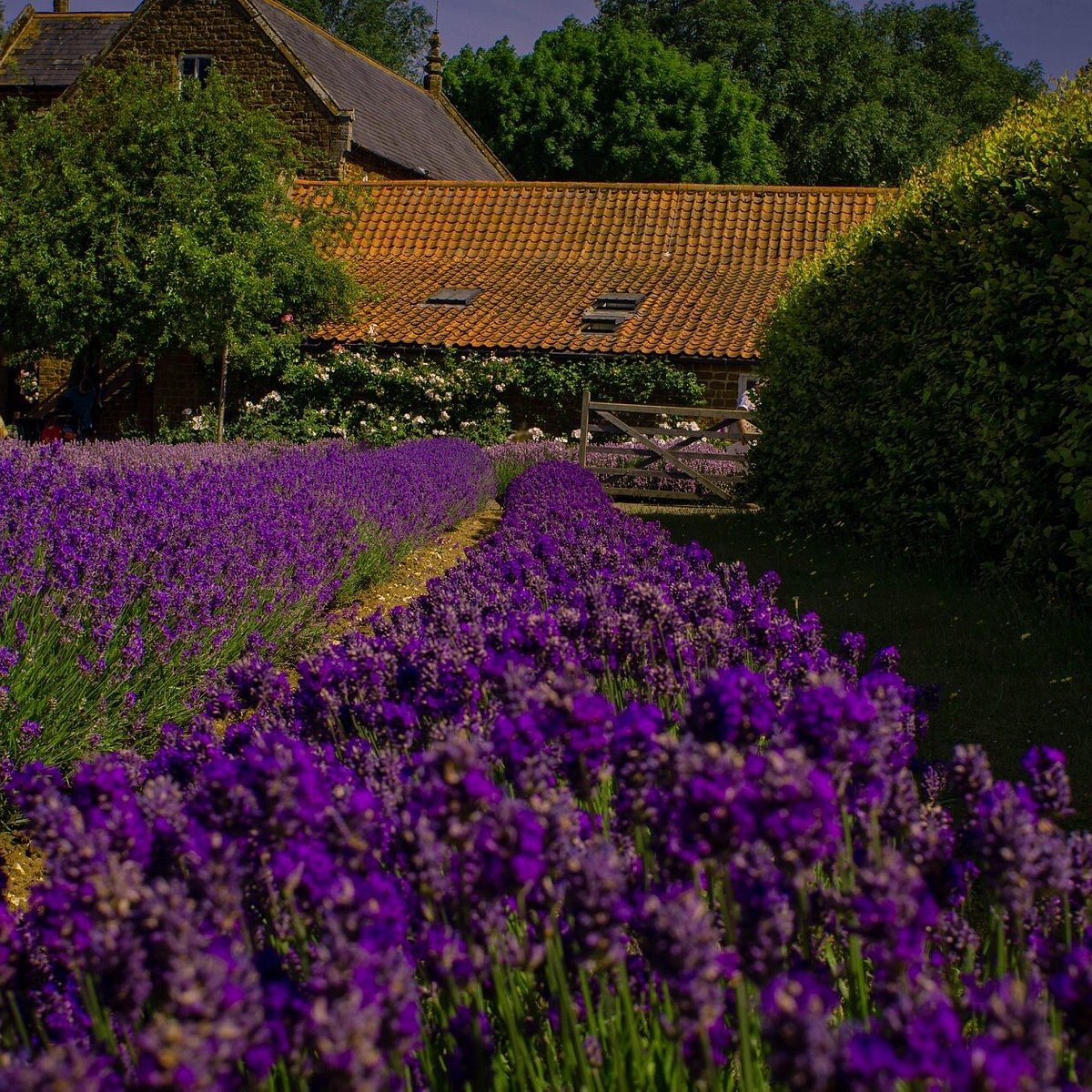 Norfolk Lavender (Heacham) - All You Need to Know BEFORE You Go