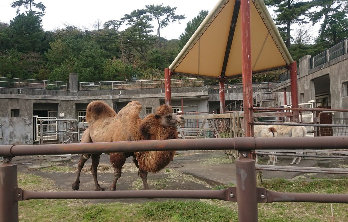 Oshima Park Zoo: All You Need to Know BEFORE You Go