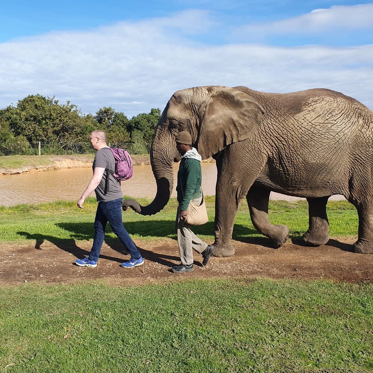 Elephant sanctuary park. Knysna Elephant Park. Cape Elephant. Elephant Sanctuary, the Crags, Plettenberg Bay.. Kanta Elephant Sanctuary.