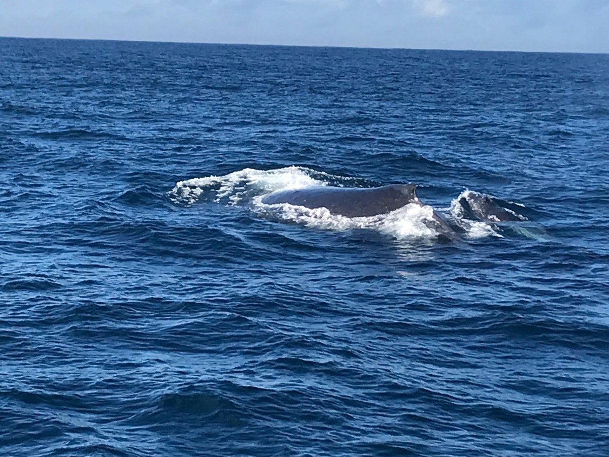 Cronulla Whale Watching - All You Need to Know BEFORE You Go