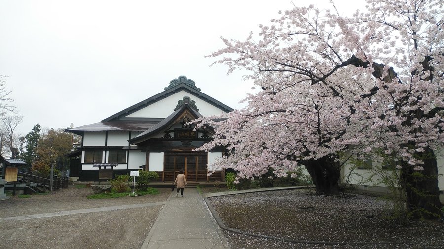境内の桜も綺麗でした