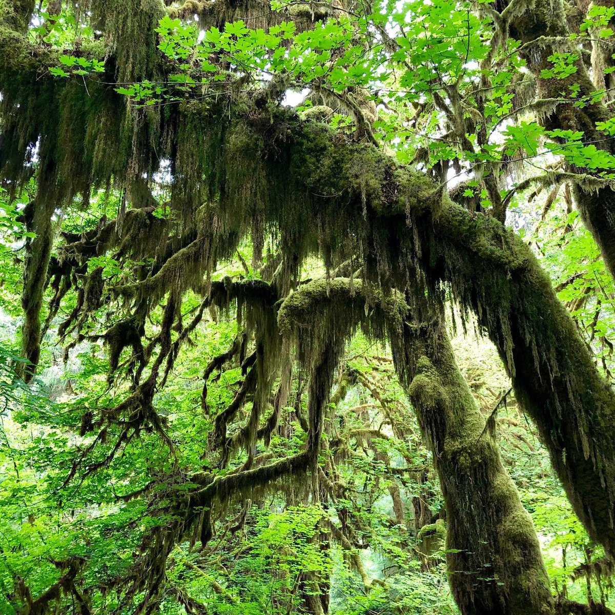 are dogs allowed in the hoh national rain forest