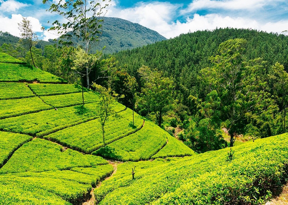 Элия шри ланка. Чайные плантации Нувара Элия. Нувара Элия Шри Ланка. Шри Ланка чайные плантации Нувара. Цейлонские плантации Шри Ланка.