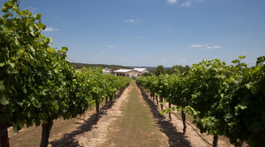 Vineyards