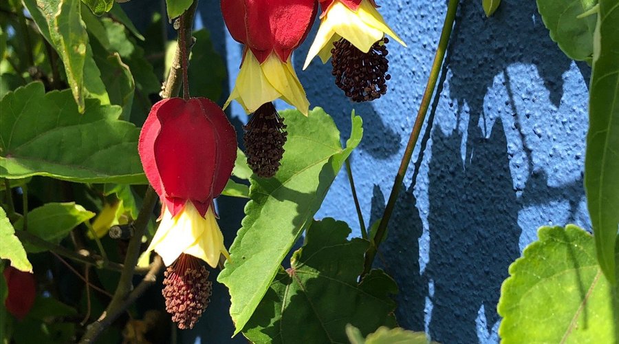 Une splendeur! Nous avons passé un bon moment. Le jus de pommes est succulent et la dame est charmante et passionnée.