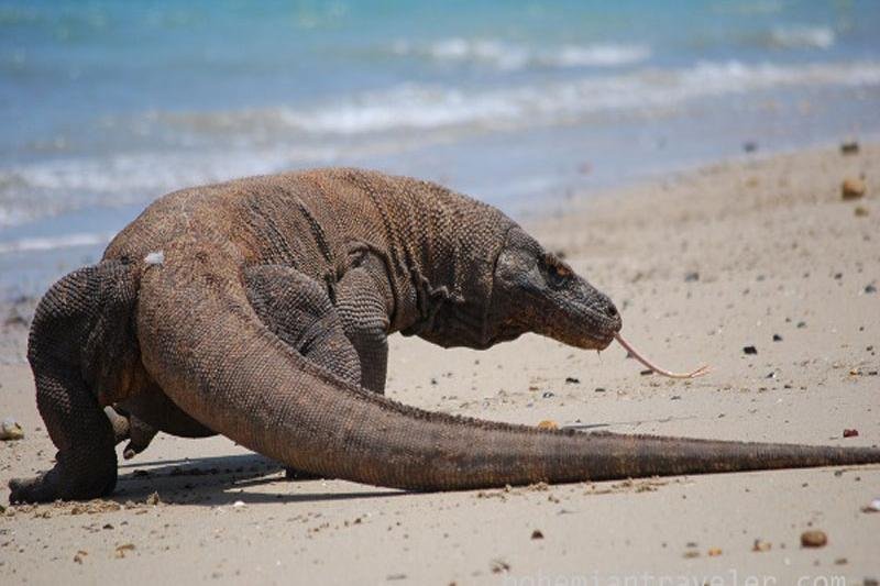 Komodo Adventure Tours - All You Need to Know BEFORE You Go (2024)