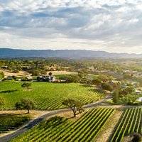 Visit our 40 acre estate vineyard, just south of Los Olivos, CA.