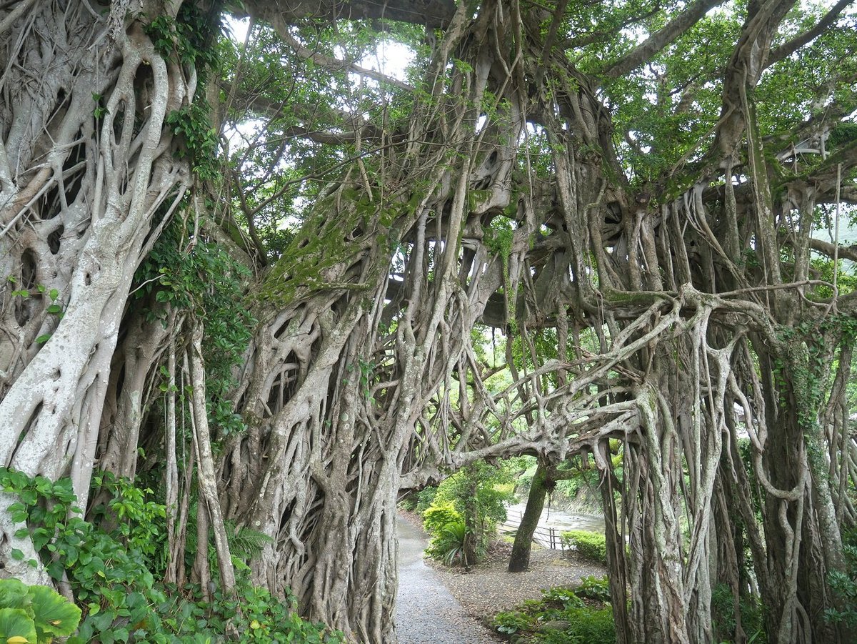 2022 O Que Fazer Em Yakushima Cho Os 10 Melhores Pontos Turísticos Tripadvisor 0590