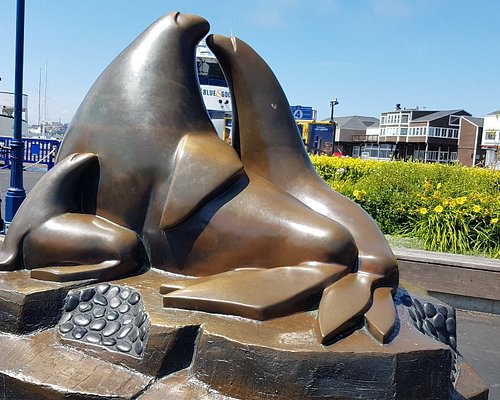 seals on pier 39 - Picture of San Francisco, California - Tripadvisor