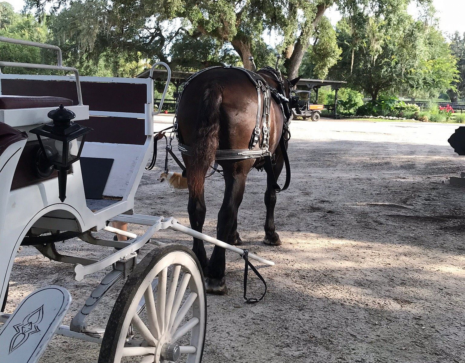 horse country carriage tours