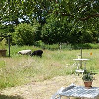 The sheep in the adjoining field
