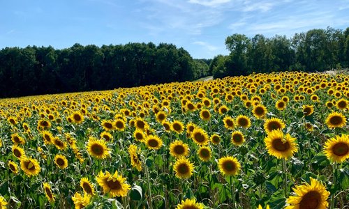 If you like sunflower fields, you’ll enjoy driving through Mouzay in the summertime. Can’t miss ‘em. I’m sure they love it when tourists jump out to take pictures too :)