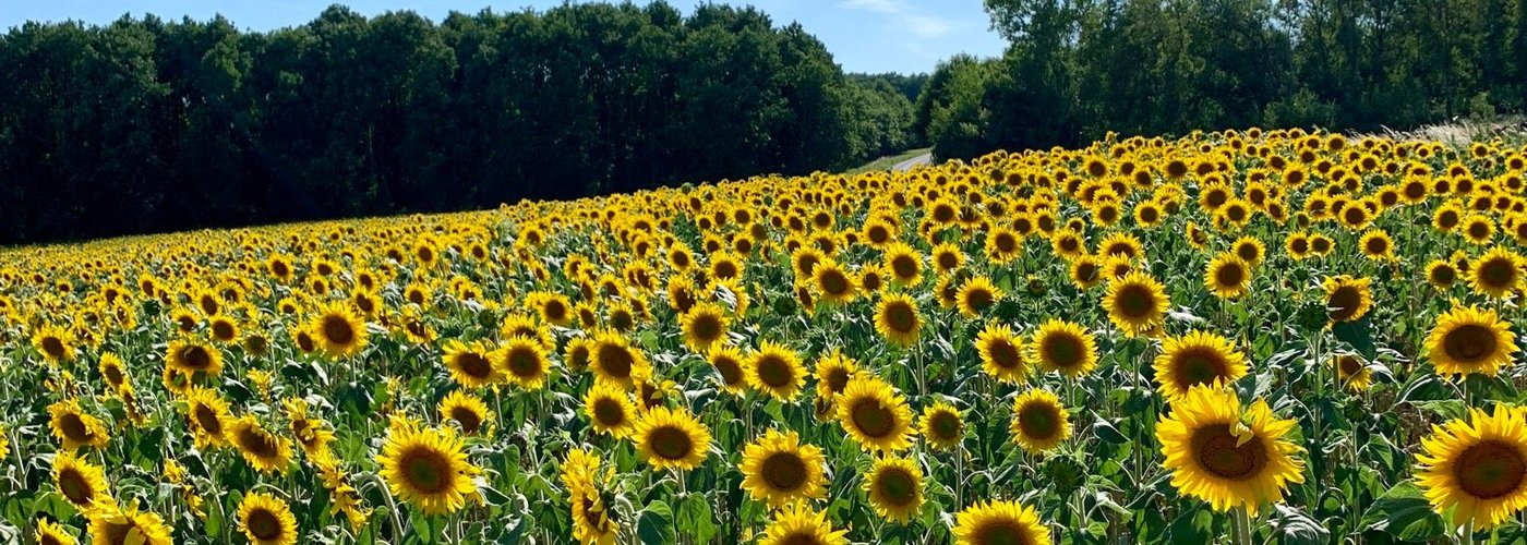 If you like sunflower fields, you’ll enjoy driving through Mouzay in the summertime. Can’t miss ‘em. I’m sure they love it when tourists jump out to take pictures too :)