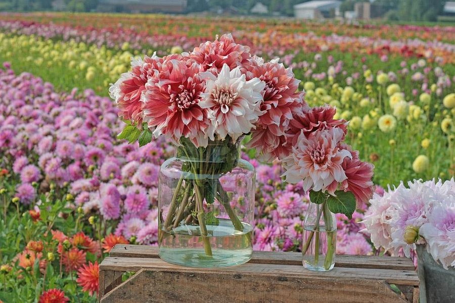FAM Flower Farm image