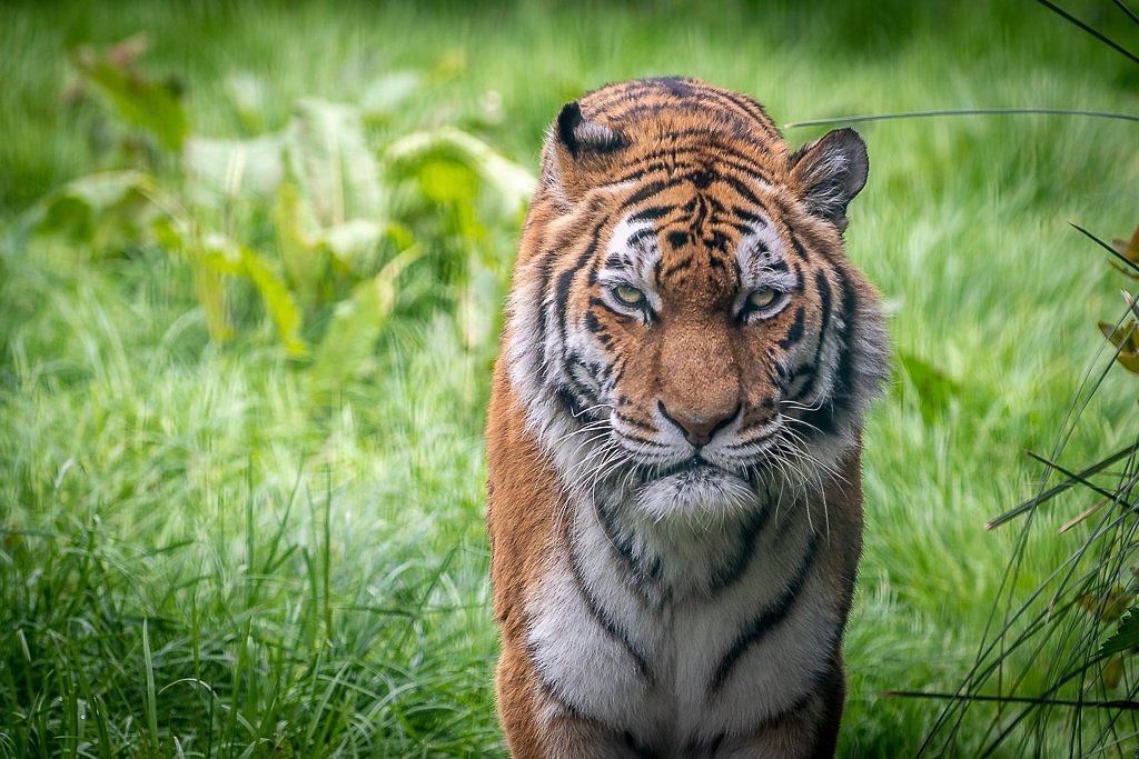 blackpool-zoo-all-you-need-to-know-before-you-go