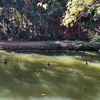 Lago com patos