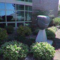 Bushes outside