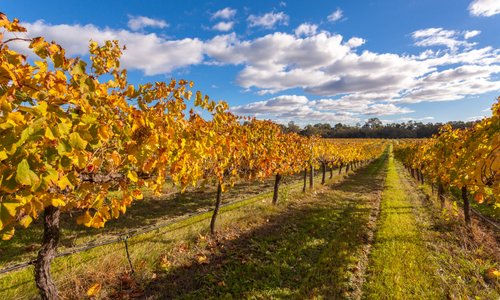 Glorious autumnal grapevines