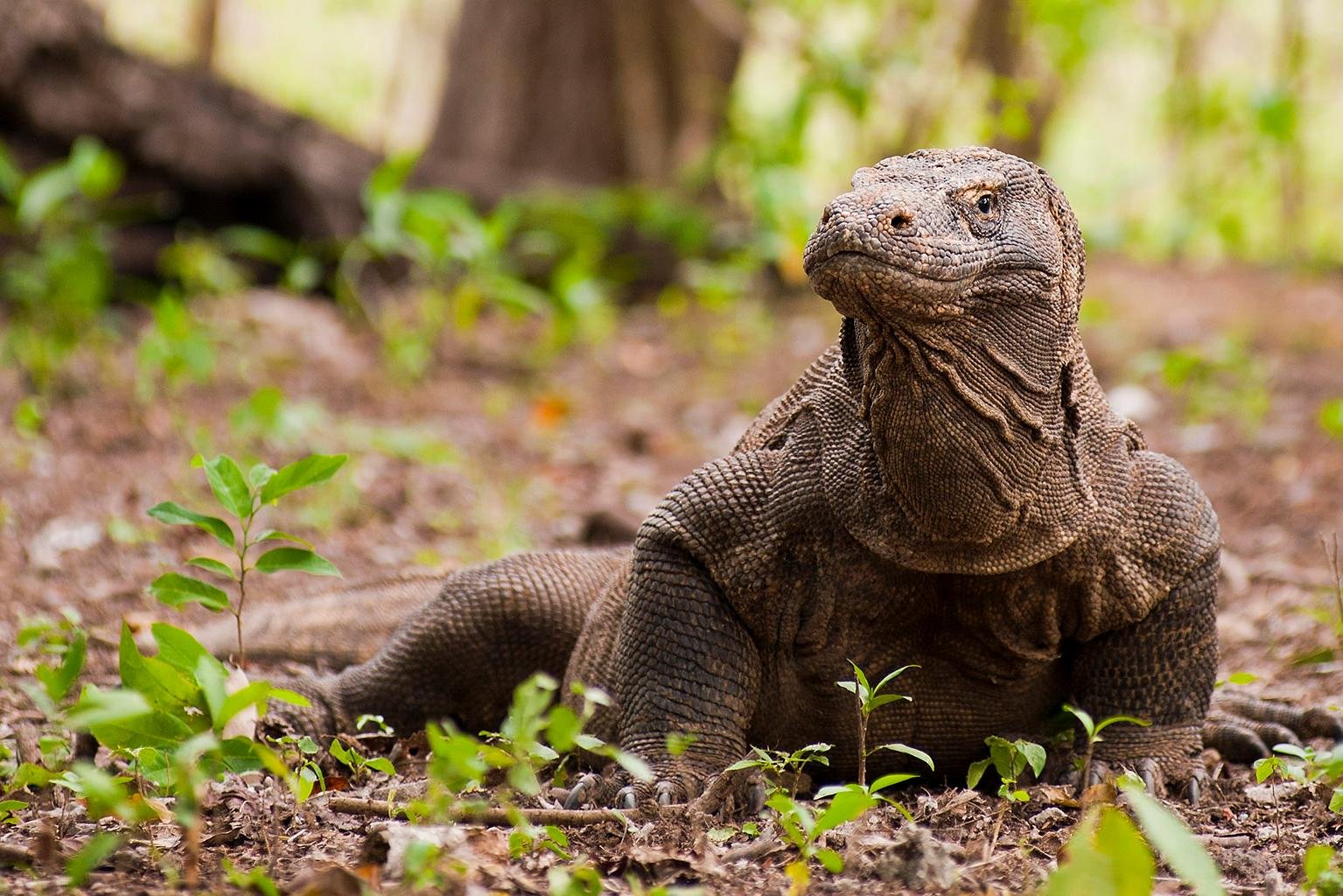 10 Objek Wisata Terbaik Di Pulau Komodo - Tripadvisor