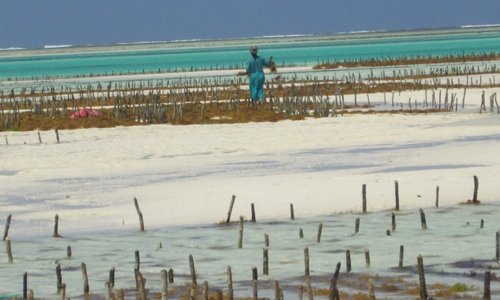 Il bianco della sabbia, il rosso delle alghe e il turchese del mare... amo questa immagine....