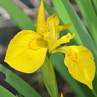 Seltene, gelbe Wasseriris