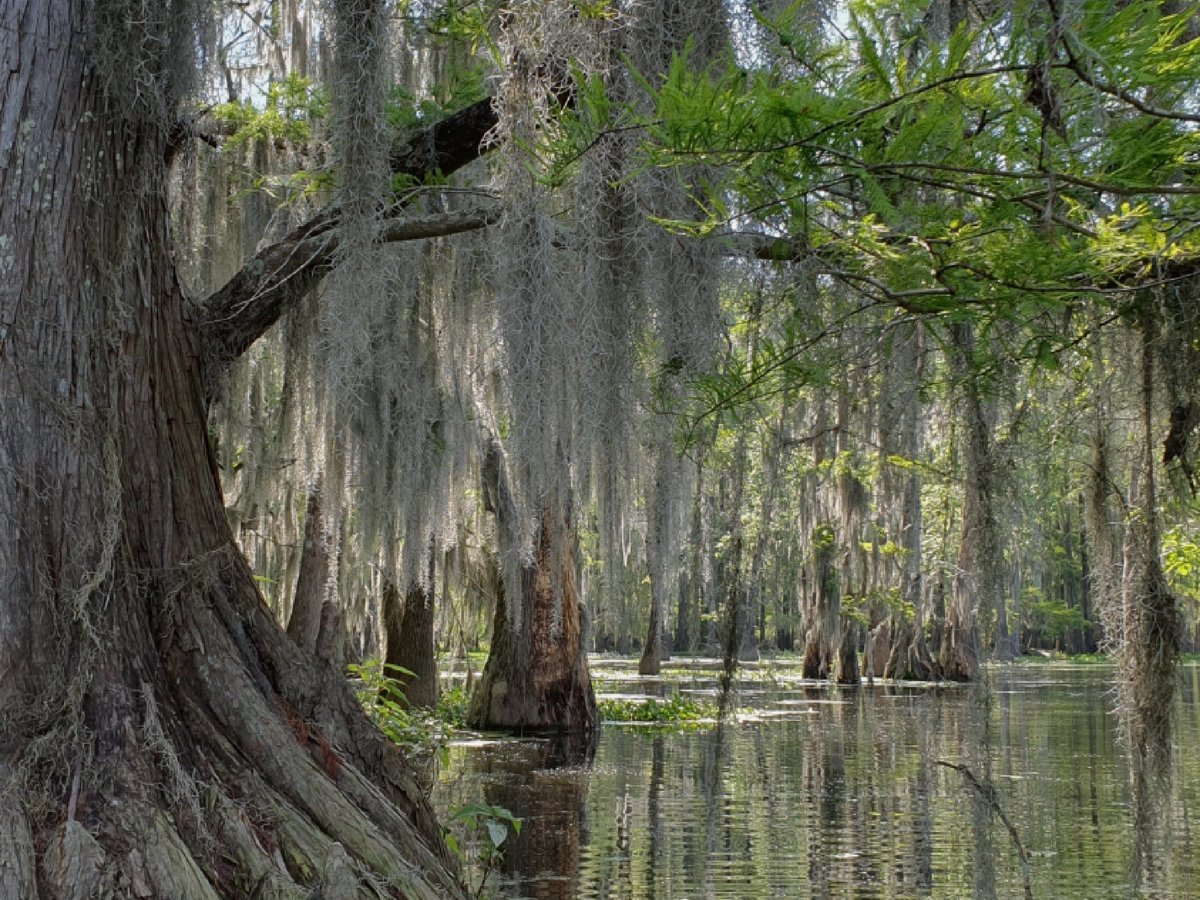 Bayou Teche Experience - All You Need to Know BEFORE You Go (2024)