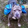 Pibble Collector