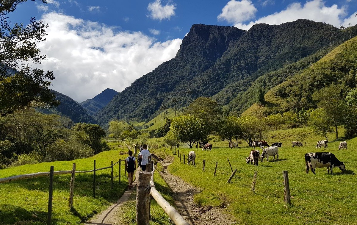 Valle del Cocora - All You Need to Know BEFORE You Go (2024)