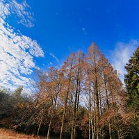 安久山のスダジイ:周囲は日本の里山100選で散策もできます