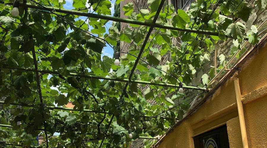 The beer garden subtly shaded by flourishing vines