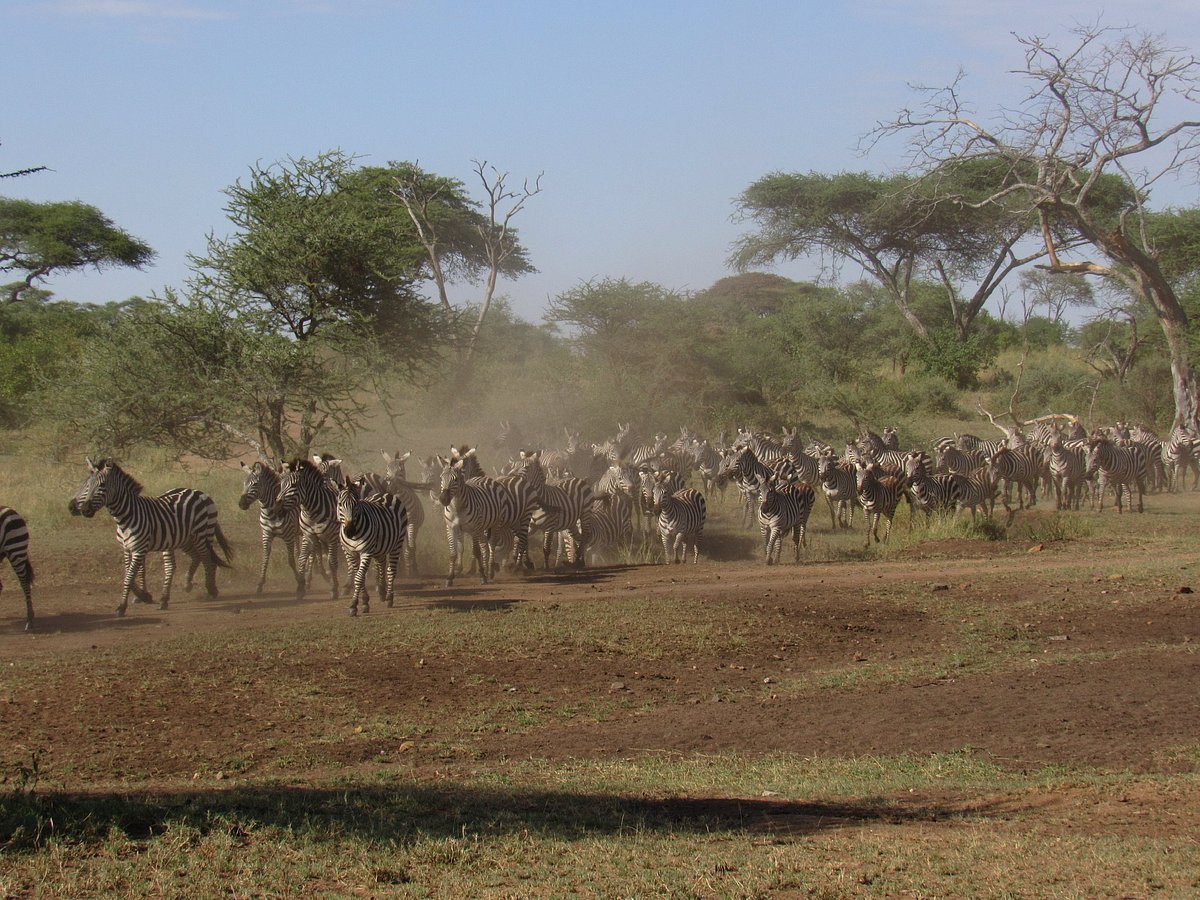 allure african safaris