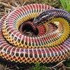Rainbow_Snake