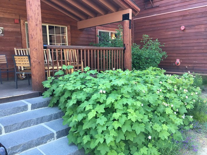 Grant Grove Cabins Restaurant: Pictures & Reviews - Tripadvisor