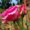 Bushra