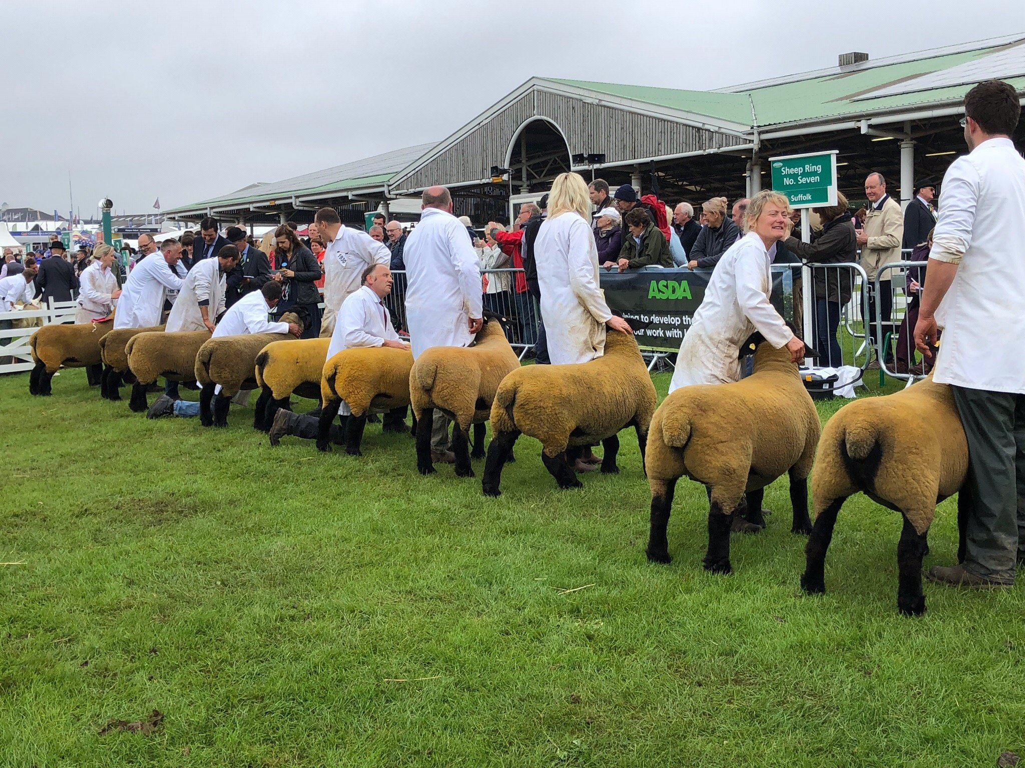 Great Yorkshire Show Harrogate All You Need To Know   Wonderful 2 Days We Travelled 