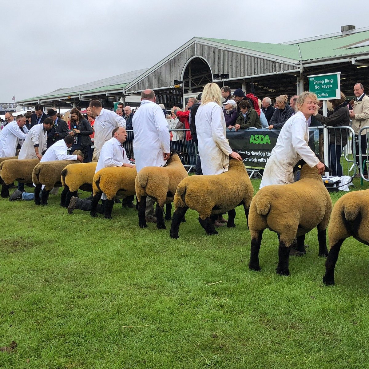 Great Yorkshire Show (Harrogate) All You Need to Know BEFORE You Go