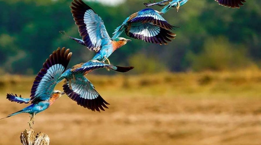 Birds