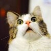 StinkyCat