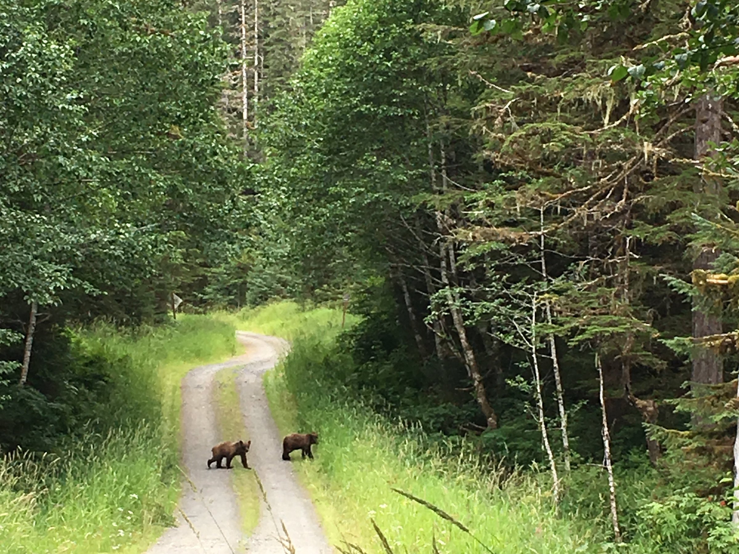 BROWN BEAR LODGE EXCURSIONS (Hoonah) - 2023 Qué saber antes de ir - Lo