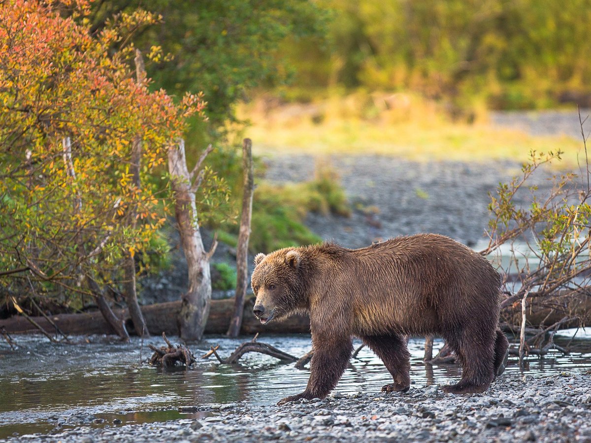 Adventure Guides Kodiak - All You Need to Know BEFORE You Go (2024)