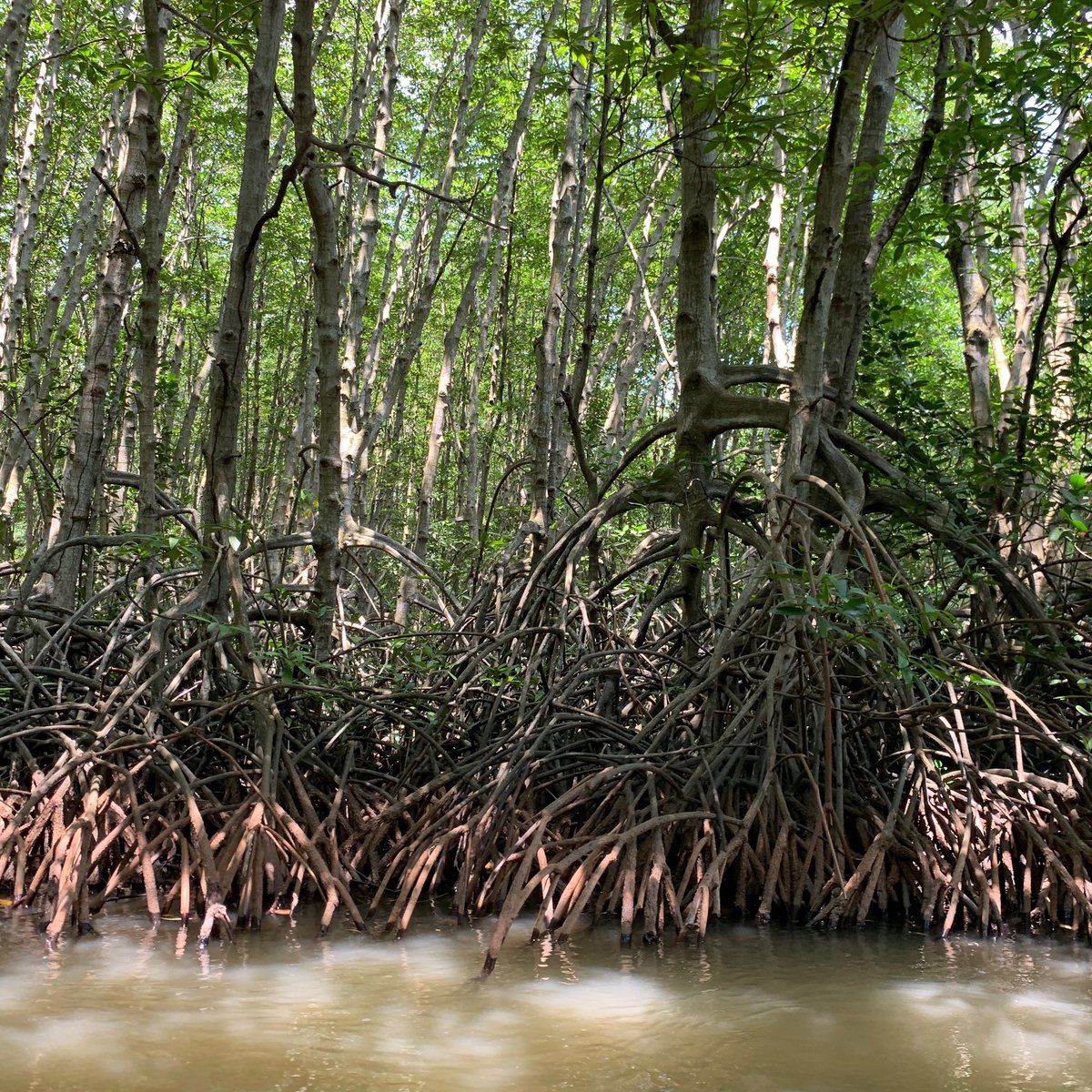 Colony of monkeys living in mangroves near Florida airport delight