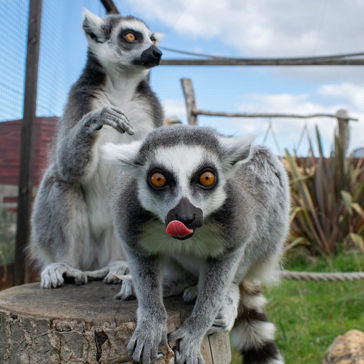 Noah's Ark Zoo Farm (Wraxall) - All You Need to Know BEFORE You Go Noah's Ark Zoo Farm (Wraxall) - All You Need to Know BEFORE You Go